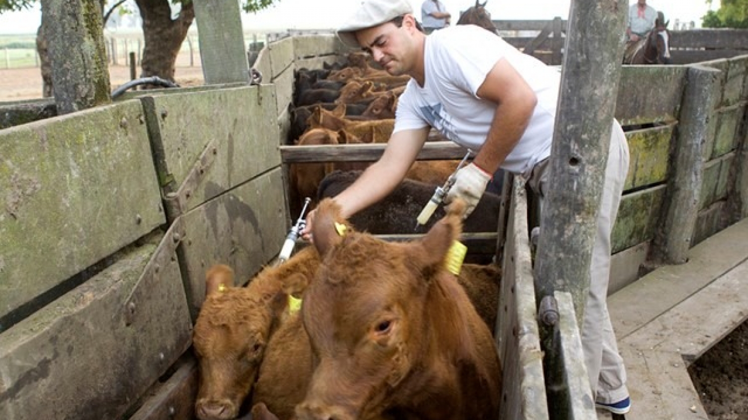 CARBAP cuestiona cambios en la vacunación contra la aftosa y pide debate técnico con el sector