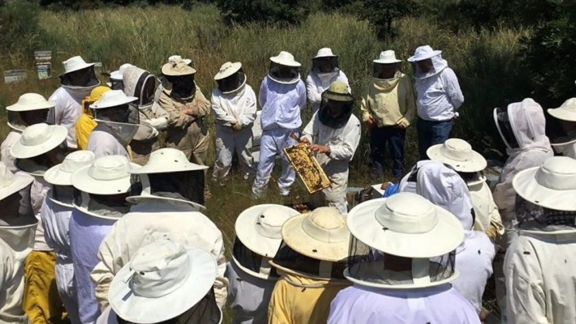 Prueban cuatro nuevas formulaciones para combatir la Varroa en las abejas