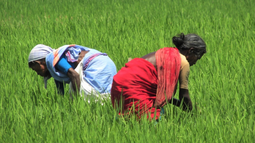 Reinvención de la agricultura india