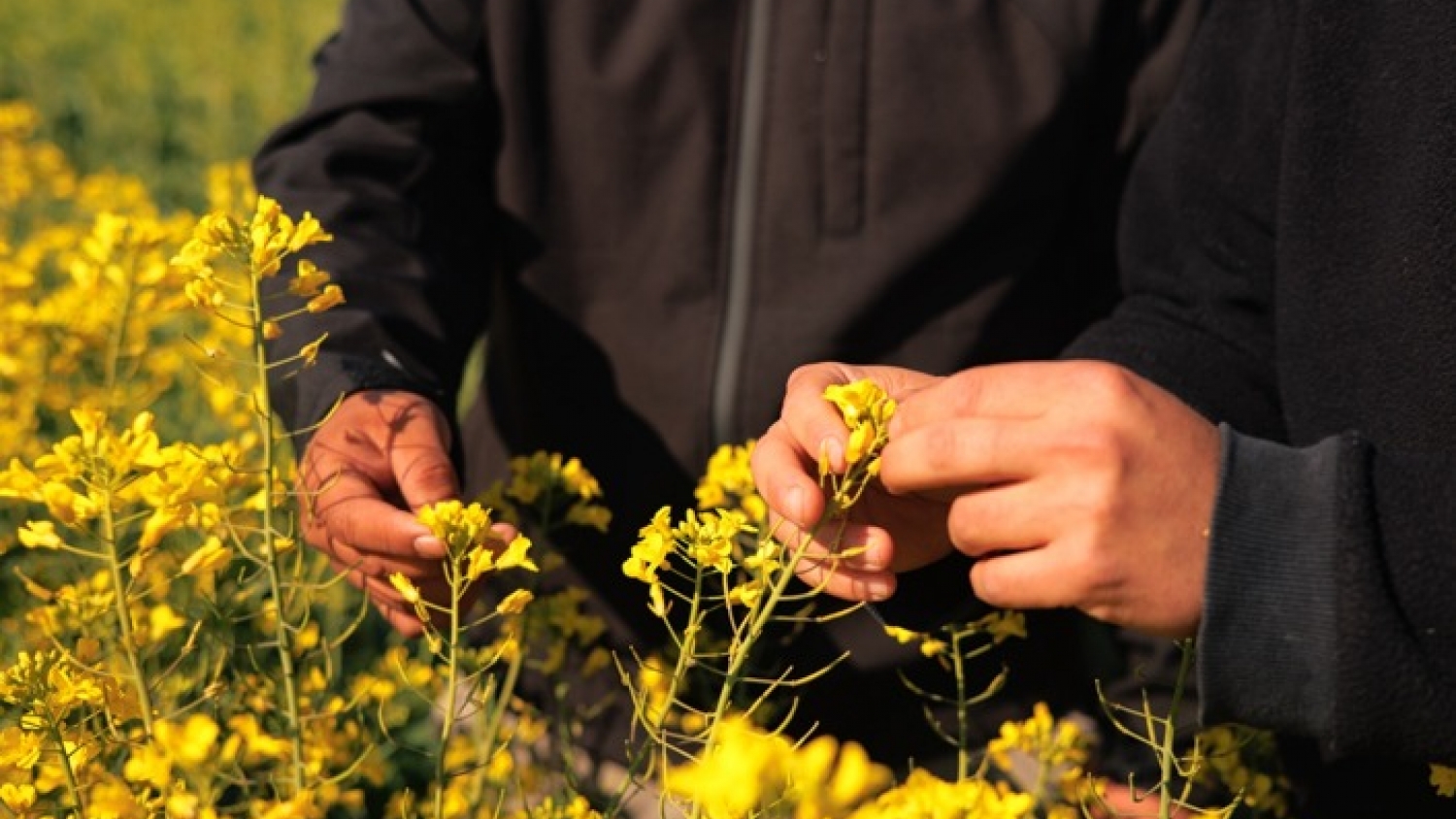 Cultivos de invierno: qué se debatirá sobre canola y carinata
