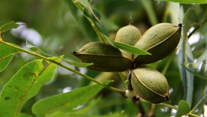 Pulverización eficiente en plantaciones de pecán