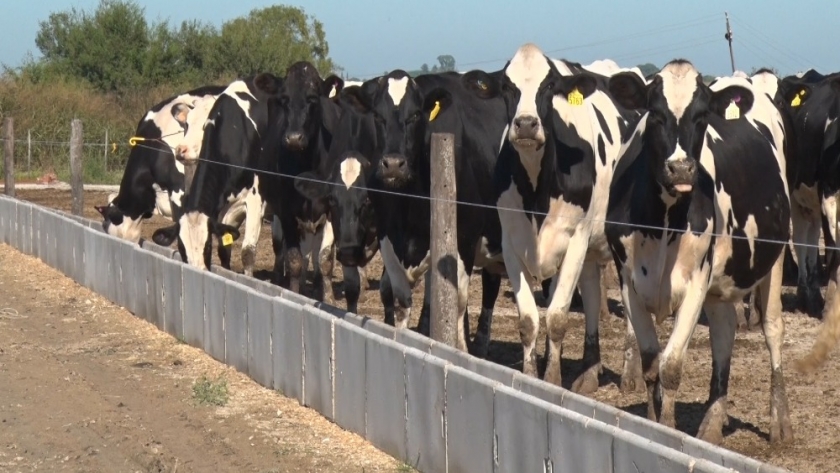 Lanzan créditos para el sector lácteo con tasa de interés bonificadas