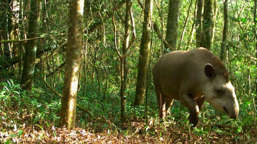 Comprueban que las plantaciones de pinos modifican la fauna nativa de Misiones