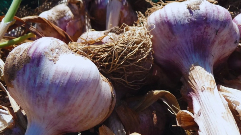 Ajo sostenible: el mulching orgánico mejora el rendimiento y la calidad del cultivo