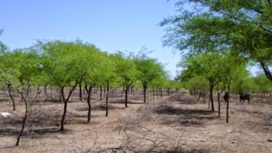 En Santiago del Estero plantaron 6 mil algarrobos