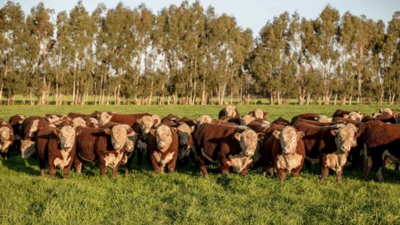 Europa endurece las reglas ambientales y la carne argentina acelera su adaptación para no perder mercados