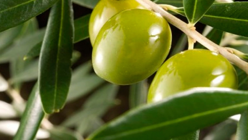 Regiones, olivos y divisas