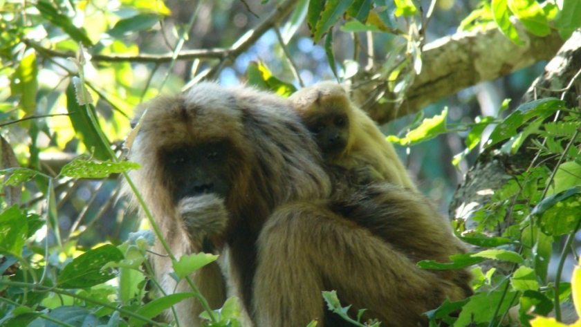 Monos carayá negro y dorado: aumentar los esfuerzos de conservación para asegurar la salud de los ecosistemas