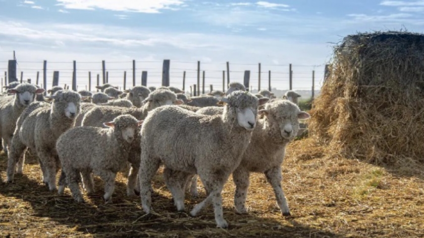 Productores de lana de Patagones podrán acceder a los beneficios del Plan Lanar