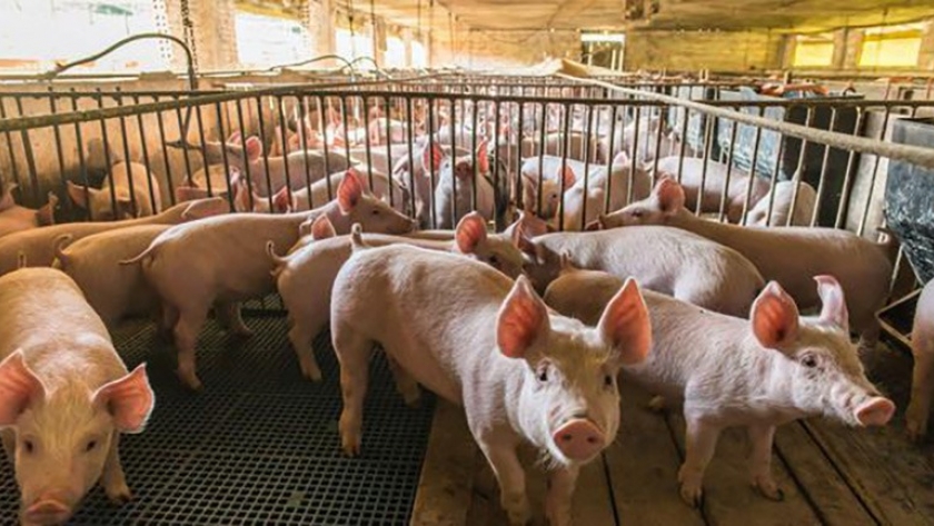 Provimi llega a Fericerdo con todo su abanico de productos para el sector porcino