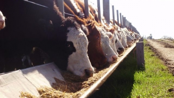 Aumenta la salida de animales de los feedlots