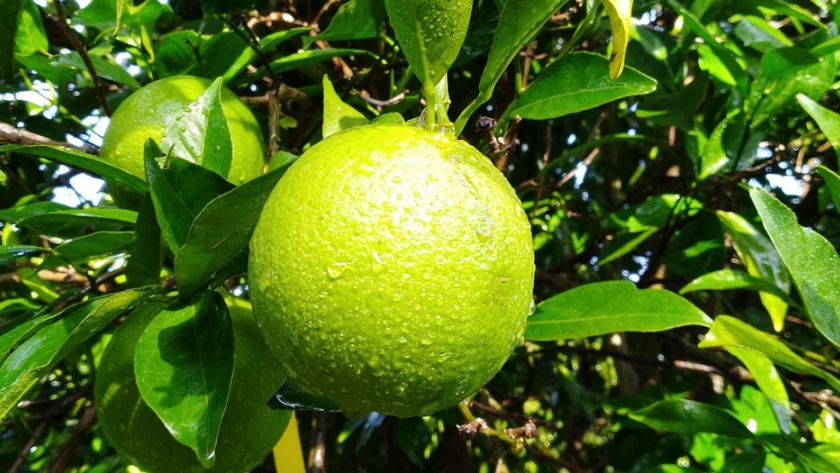 Uso de auxinas para prevenir caída de fruta madura en naranja Salustiana