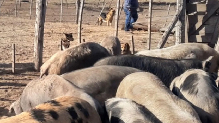 Acciones sanitarias por triquinosis en un establecimiento porcino de Río Cuarto