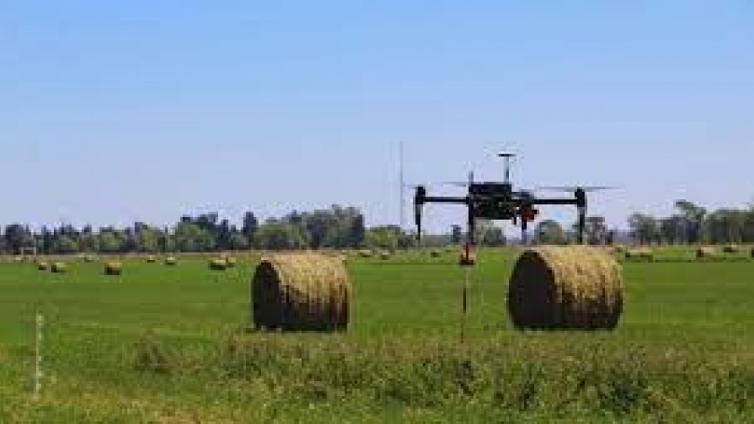 Alfalfa: usan drones para cuantificar la calidad de siembra