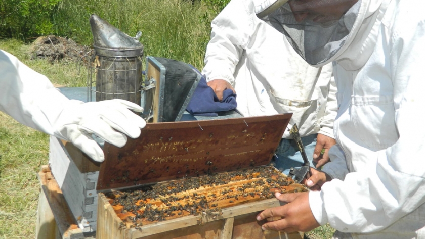 Abejas, del Valle Inferior del Río Chubut hacia el resto de la Patagonia