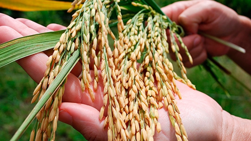 Arroz, la base de un maridaje apto para celíacos