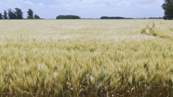Cambios en la agricultura: cómo evolucionaron las rotaciones de cultivos en Argentina en los últimos seis años