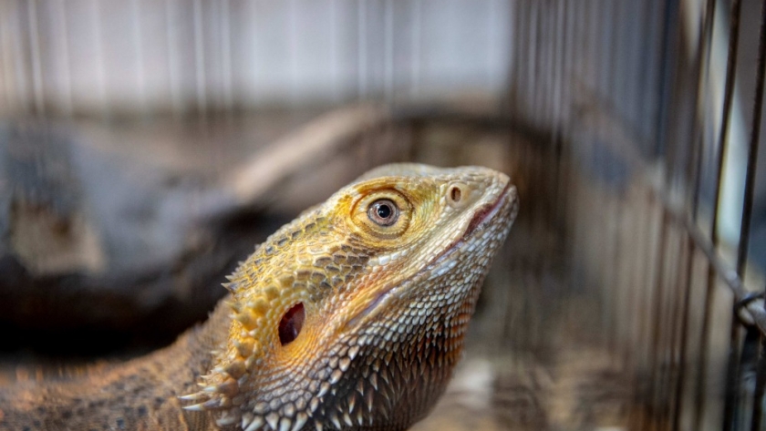 Se rescataron 80 animales del comercio ilegal de fauna silvestre