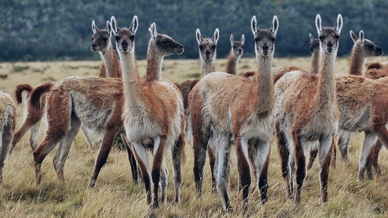 Advierten por una sobrepoblación de guanacos en la Patagonia que complica a la producción ganadera