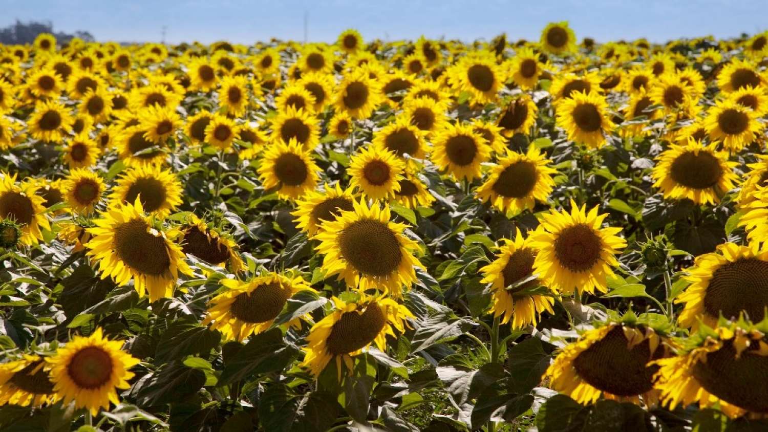 La siembra de girasol avanza con buen ritmo, pero el exceso de humedad condiciona la campaña 2026/27
