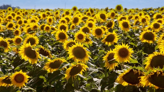 La siembra de girasol avanza con buen ritmo, pero el exceso de humedad condiciona la campaña 2026/27