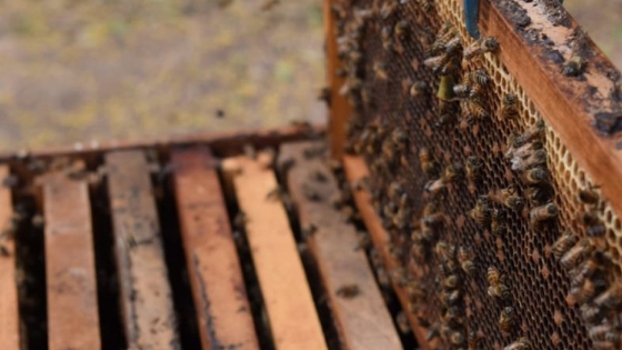 El gobierno asiste a productores apicultores y posiciona al Chaco en el mundo a través de la miel orgánica de monte