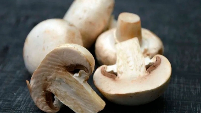 Hongos comestibles. Producen un volumen récord de microorganismos para su siembra