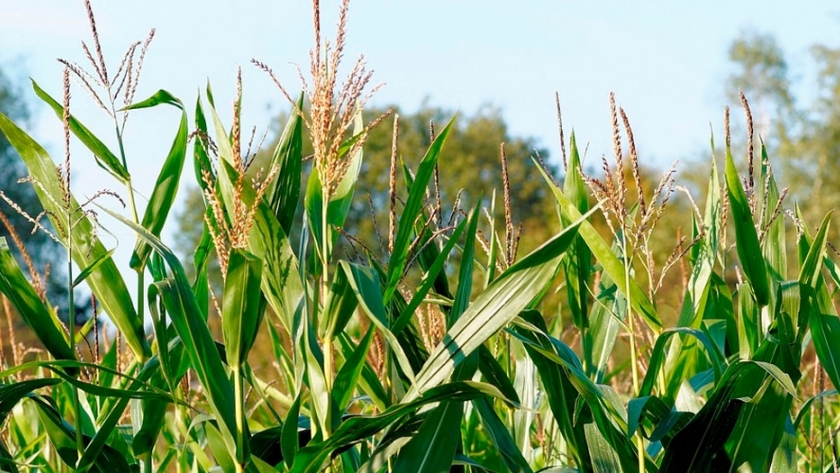 Campo 2028: perspectivas agrícolas según OCDE y FAO
