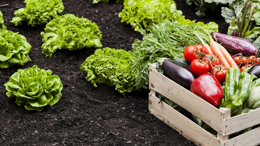 Taller de huertas agroecológicas para personas con discapacidad