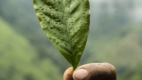 Prometedores cultivos con sede en Colombia se comprometen a construir un sector cafetero más sostenible