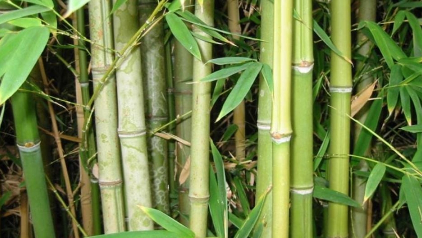 Bambú: la nueva estrella de la bioeconomía