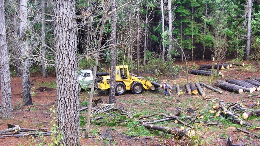 Comarca andina: con el acompañamiento de la Secretaría de Bosques, comienzan los obrajes en las forestaciones provinciales
