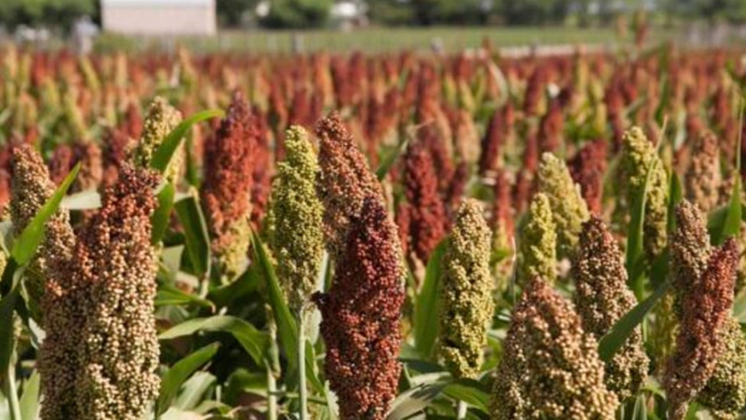 La siembra de sorgo cubre el 86,1% de las 950.000 hectáreas estimadas para la campaña 2020/21