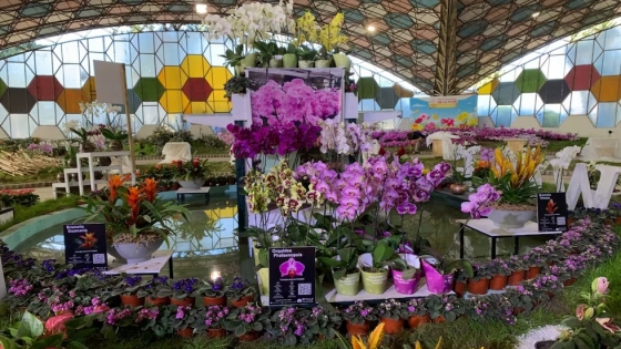 Fiesta Nacional de la Flor, un clásico de primavera