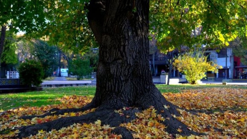 Ambiente conmemoró el Día Provincial del Árbol