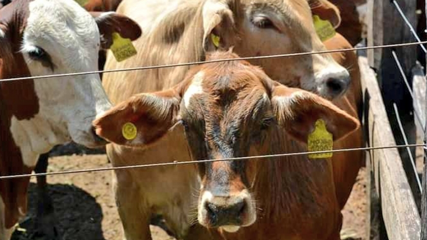 Récord de animales en el tercer remate ganadero de Misiones