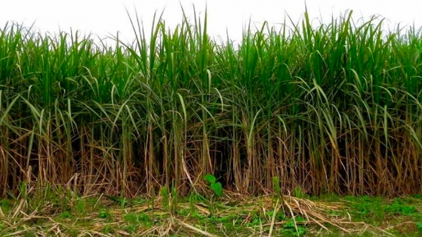 Caña de azúcar: la sequía mermó el rinde entre 5 y 15%