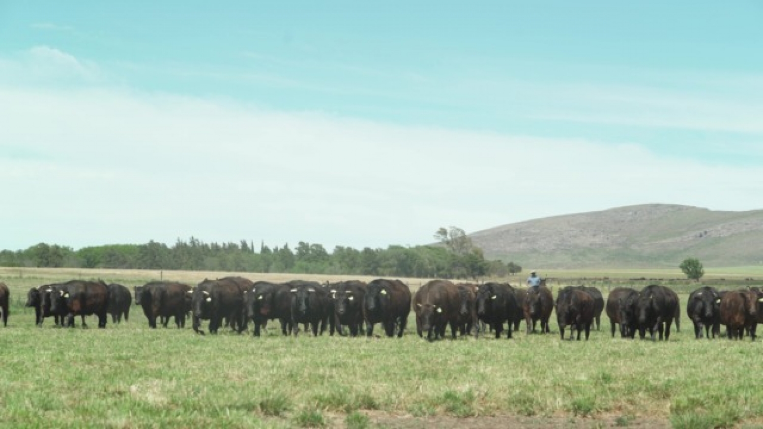 Genética Wagyu: ofrecerán 70 reproductores en un remate argentino