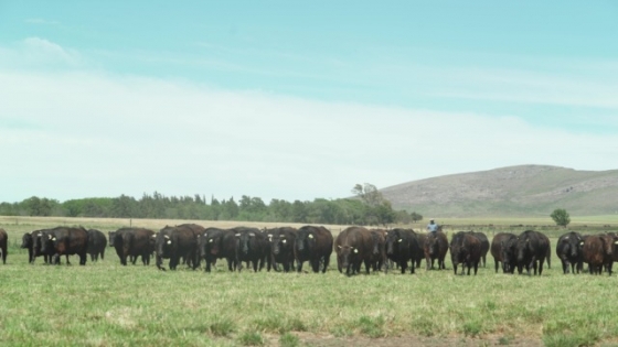 Genética Wagyu: ofrecerán 70 reproductores en un remate argentino