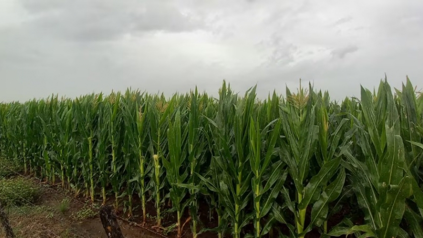 Pronostican un verano con calor extremo y lluvias desparejas para el agro