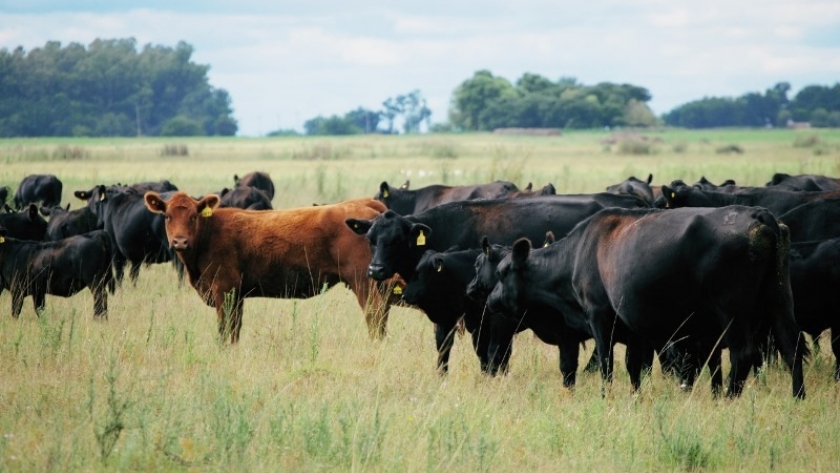 La Argentina exportará la genética Angus a España