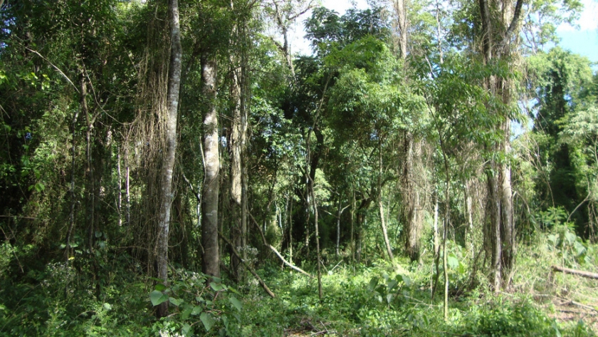 Misiones puso en marcha la emisión de guías digitales del sistema de administración forestal