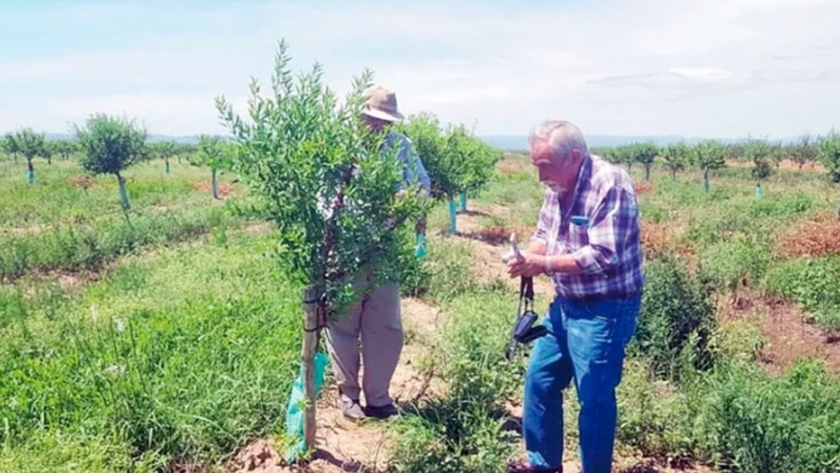 Una empresa española plantó 100 hectáreas de almendros en Candelaria