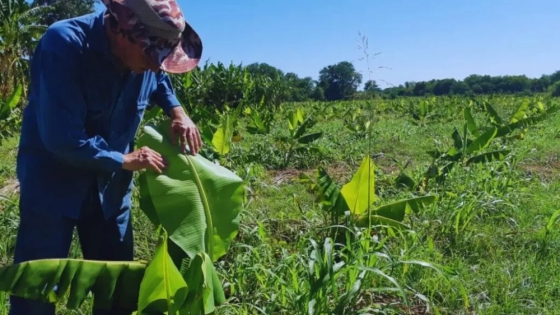 Desde el INTA informan que en Formosa conservan amplia variabilidad genética de bananas