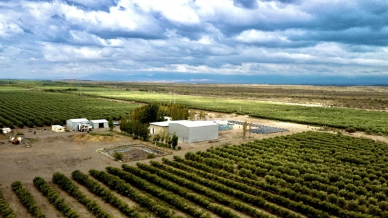 Agro en Pocito: liderazgo olivícola, vitivinícola y exportación
