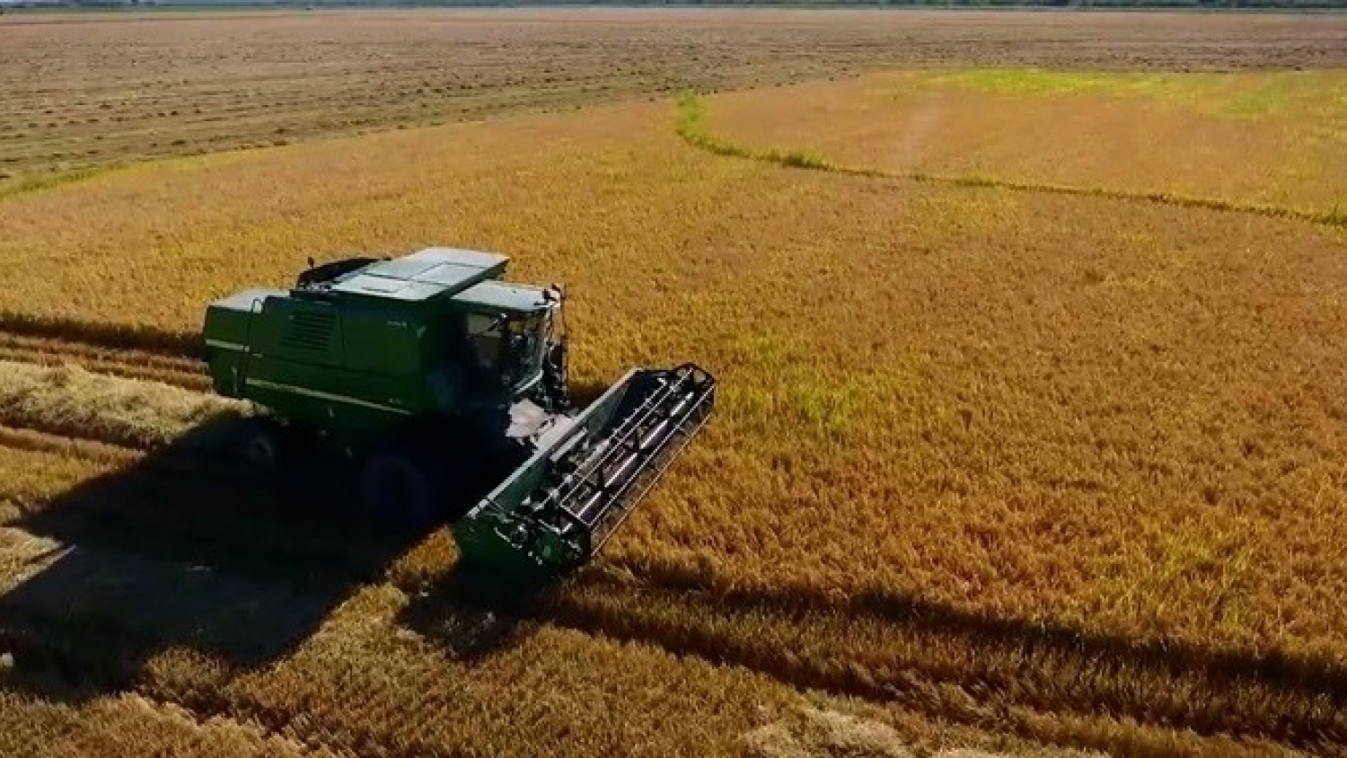 Arroz en Corrientes: El Niño amenaza rindes y calidad del grano