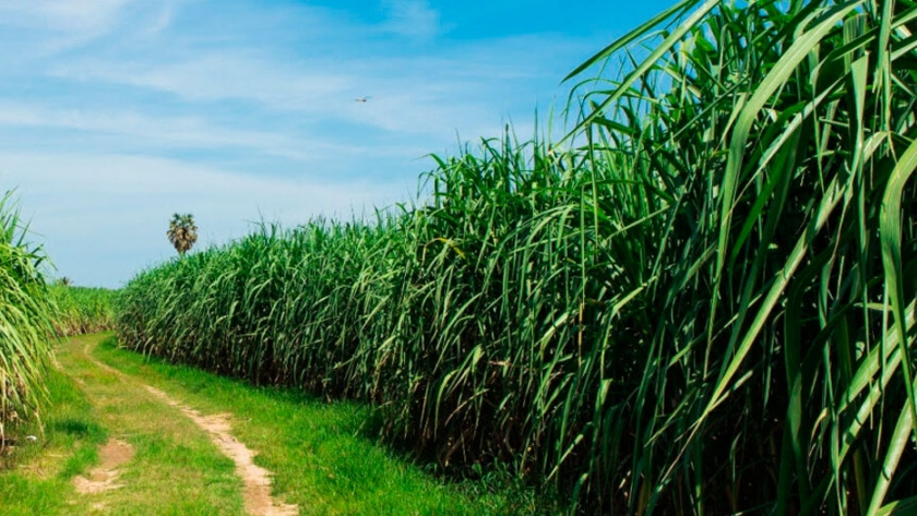 Mayor rentabilidad en azúcar a partir del correcto uso de los recursos