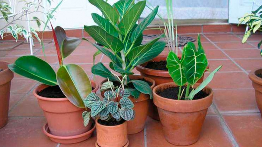 Clave de exposición a la luz para cultivar plantas de interior exitosas