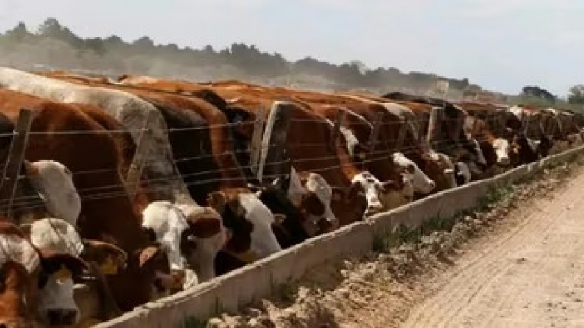 Residuos de antimicrobianos: una alerta ambiental en feedlots