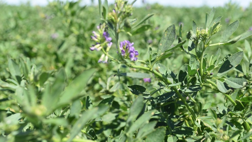 Se viene la Plenaria Anual del Clúster de Alfalfa de Córdoba